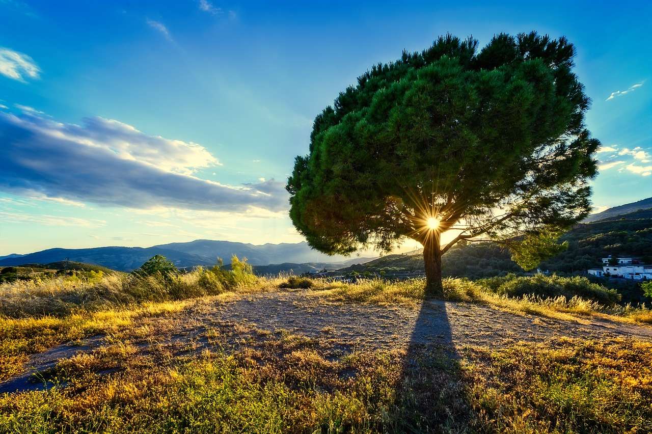 Baum Sonnenstrahlen Puzzlespiel online