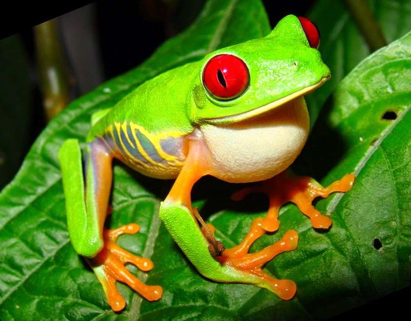 жаба на листку пазл онлайн