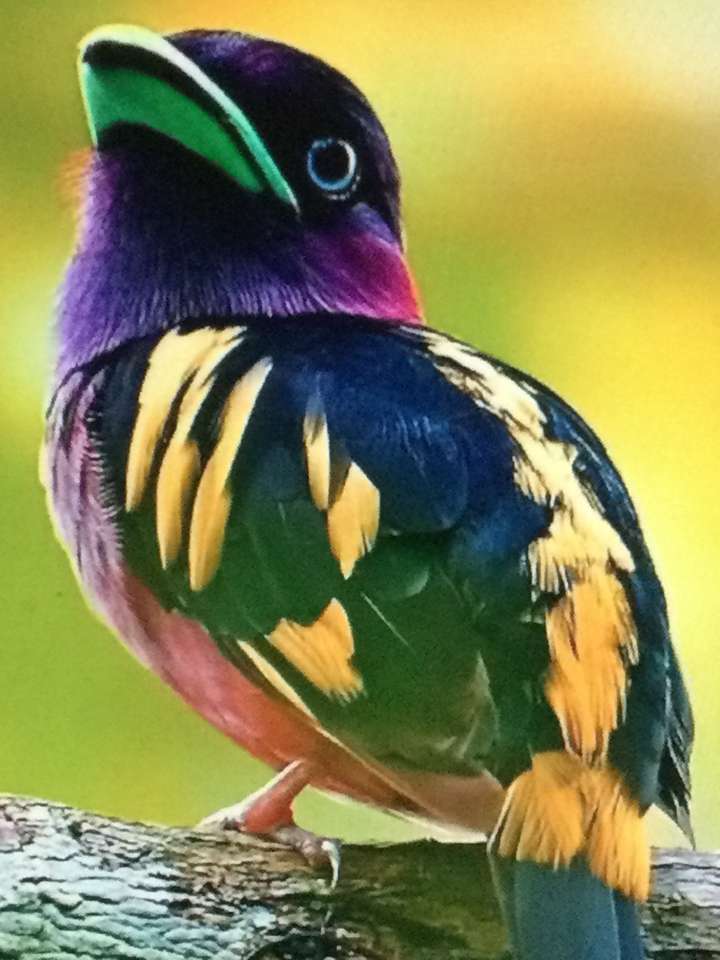 πολύχρωμα πουλιά online παζλ