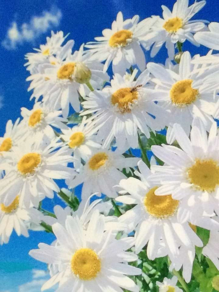 Bouquet de marguerites puzzle en ligne