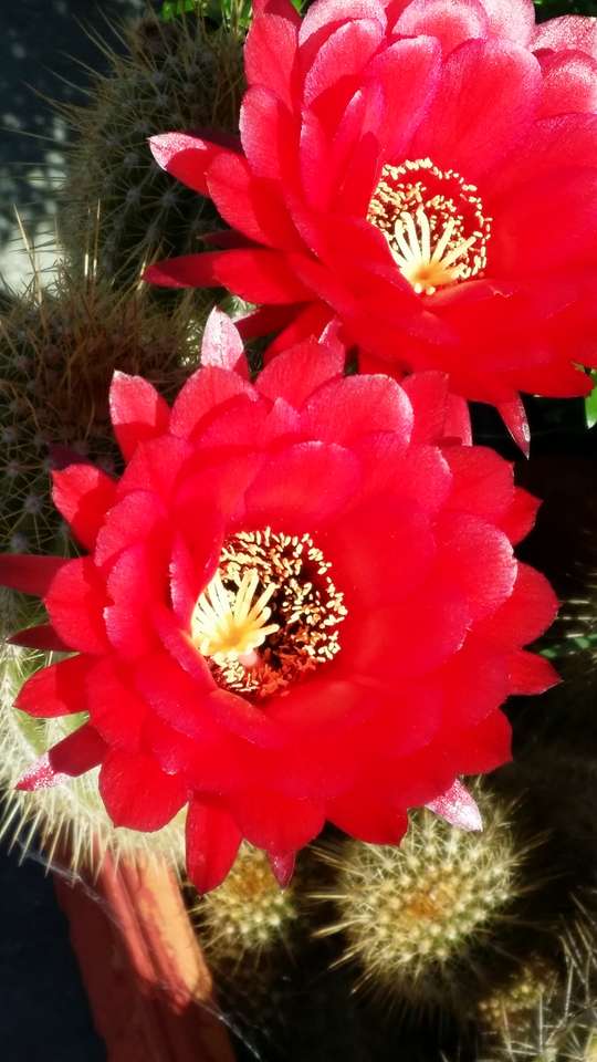 Květinový kaktus skládačky online