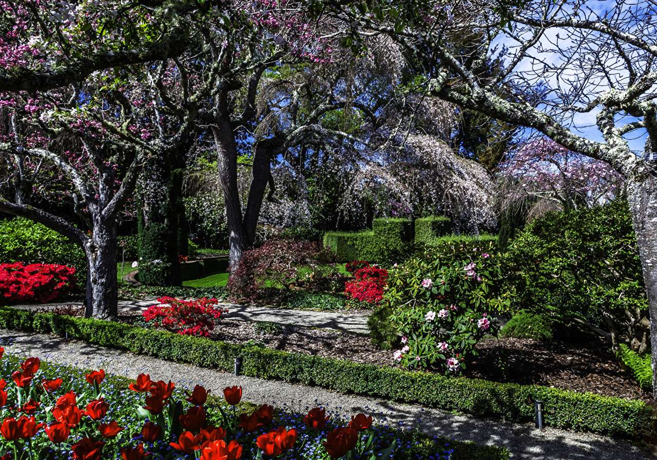 Калифорния - тюльпановые деревья в садах Филоли онлайн-пазл