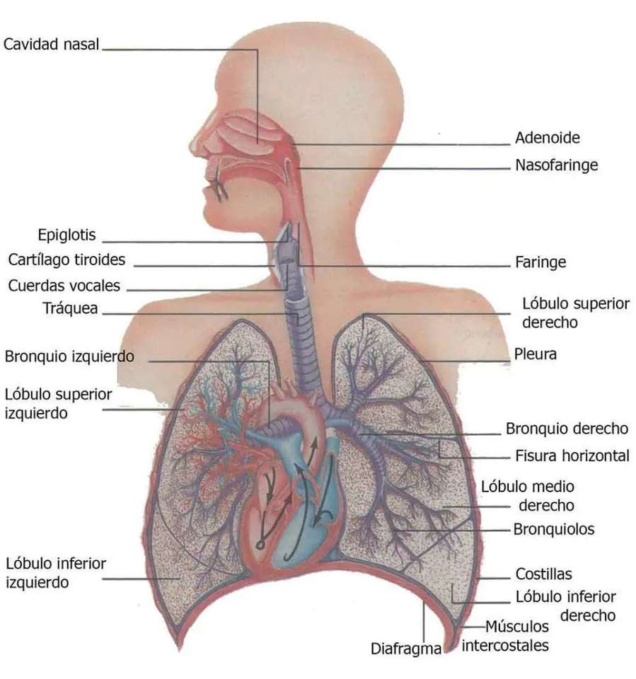 呼吸器系 オンラインパズル