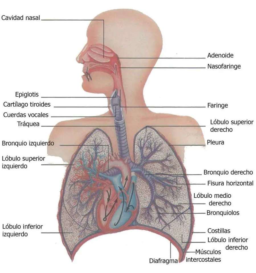 Aparato respiratorio rompecabezas en línea