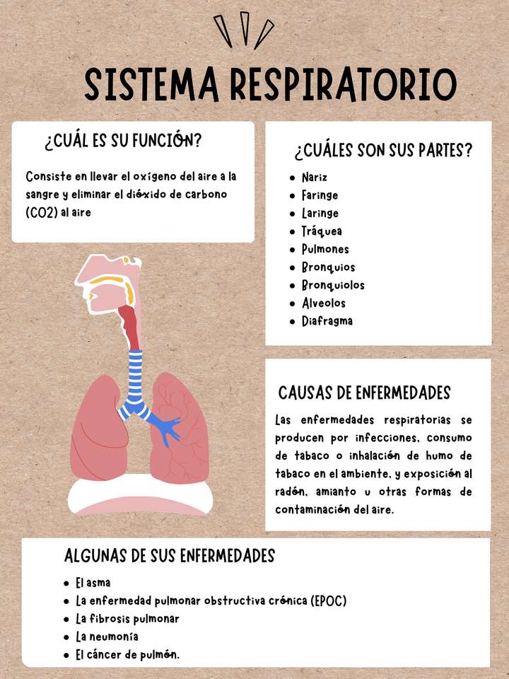 Sistema respiratorio, descripción, enfermedades. rompecabezas en línea