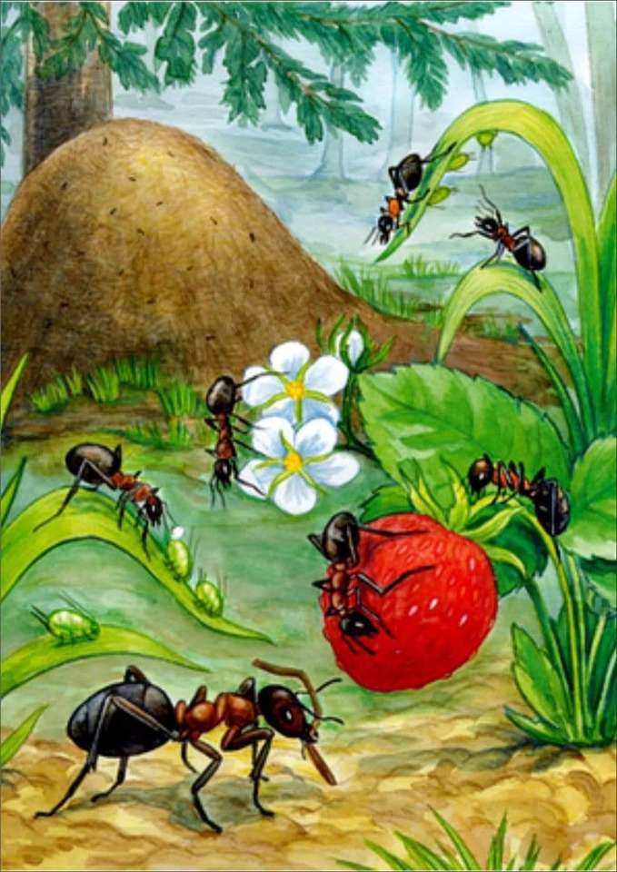 Ants online puzzle