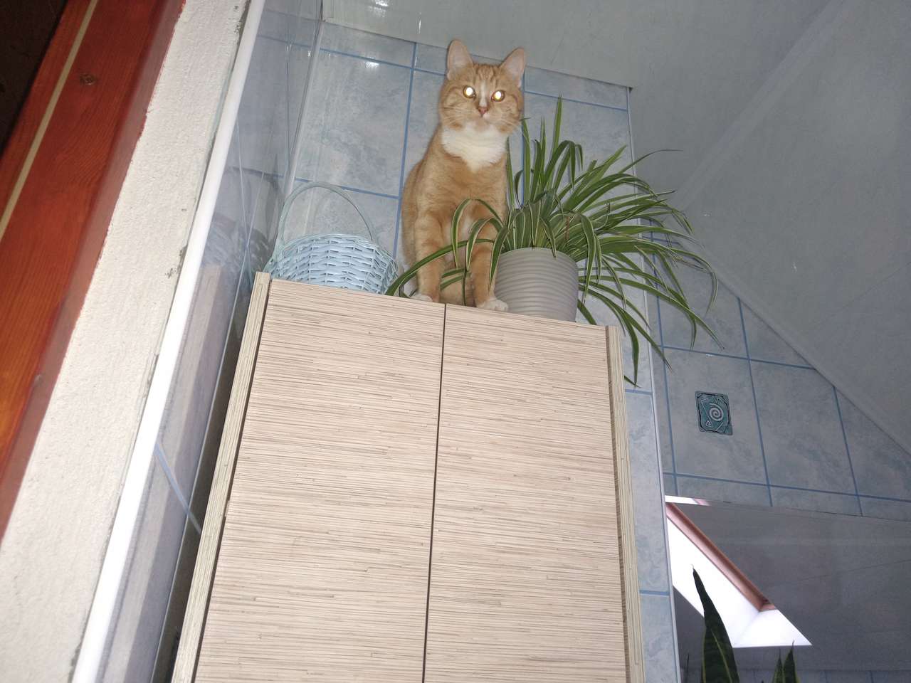 Котка от Киткипл онлайн пъзел