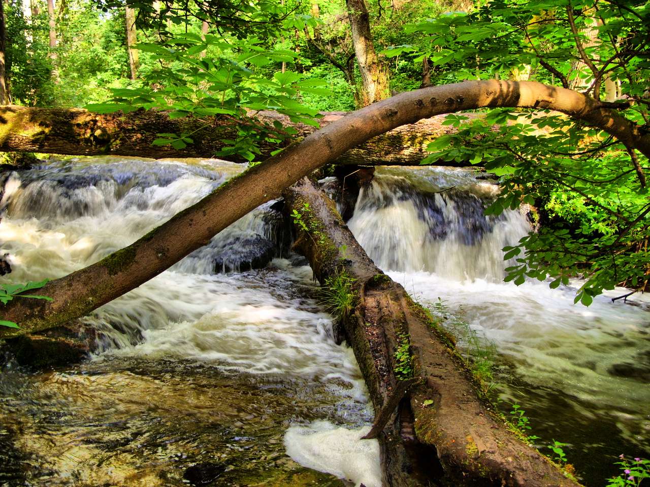 Parque Nacional Roztocze rompecabezas en línea