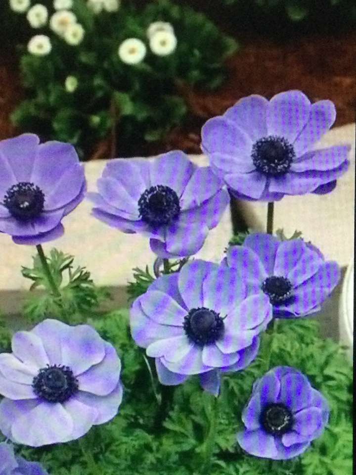 violetta blommor Pussel online