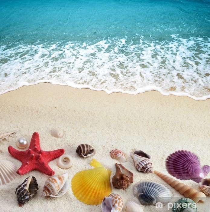 Conchas na praia puzzle online