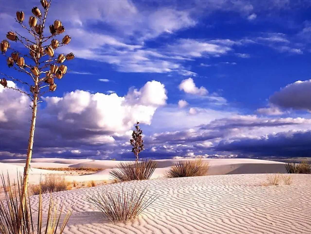 砂漠と植物の美しい景色 オンラインパズル