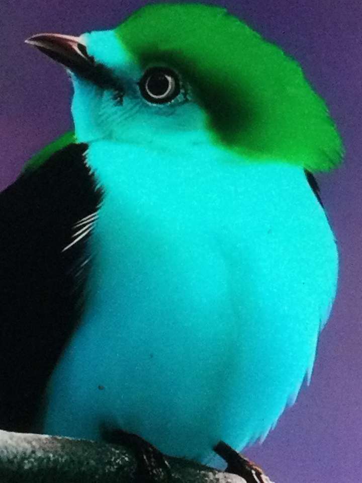modré a zelené ptáky skládačky online