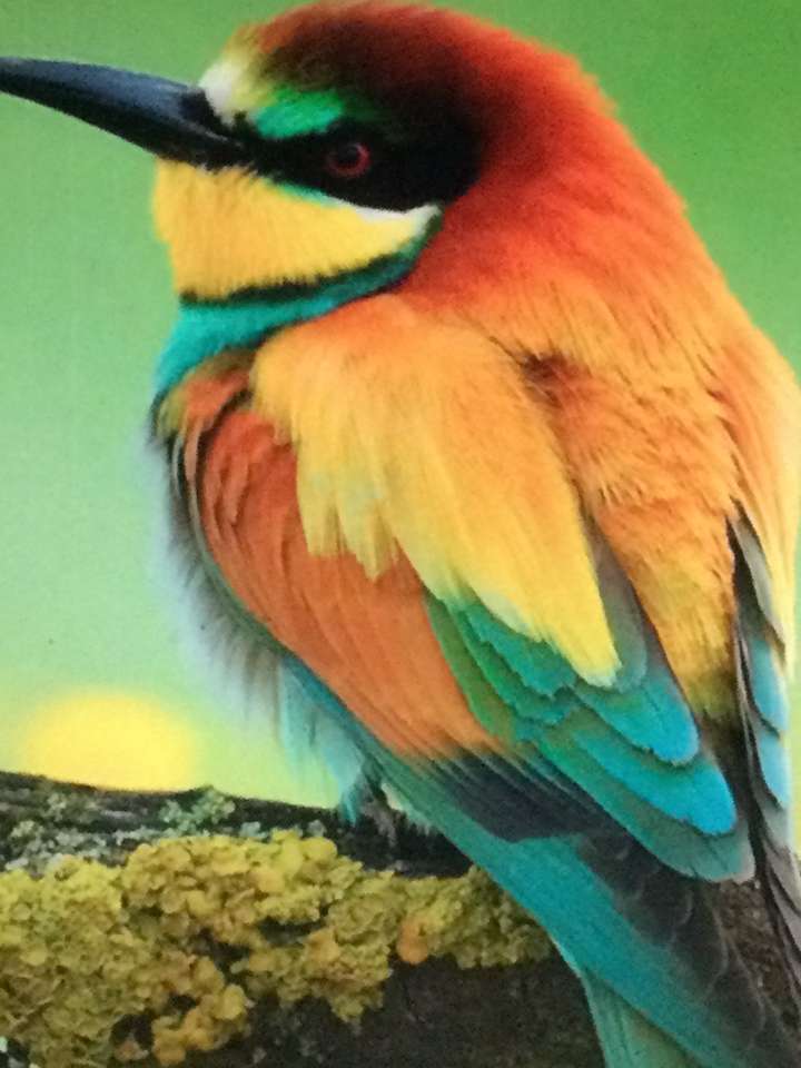 pájaros de muchos colores rompecabezas en línea