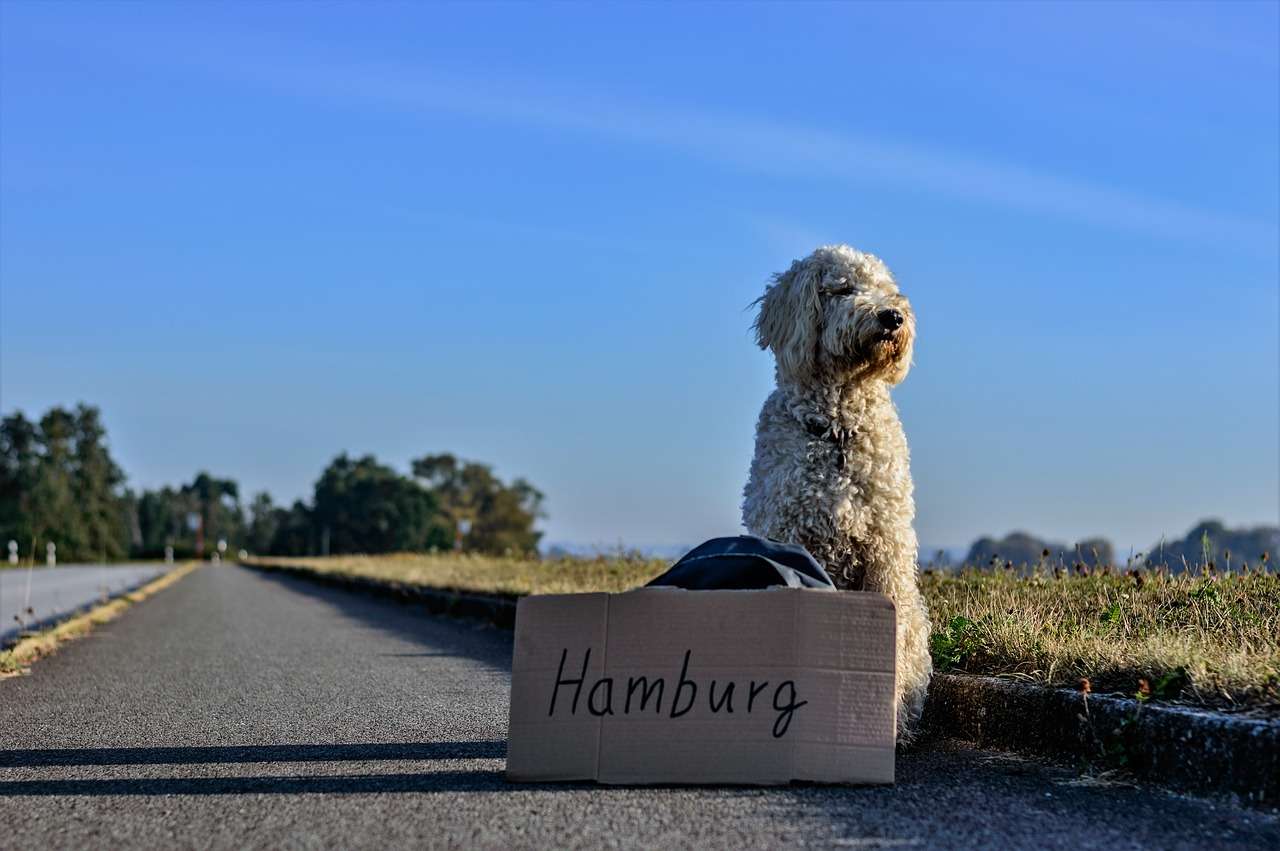 viaje del perro autostopista rompecabezas en línea