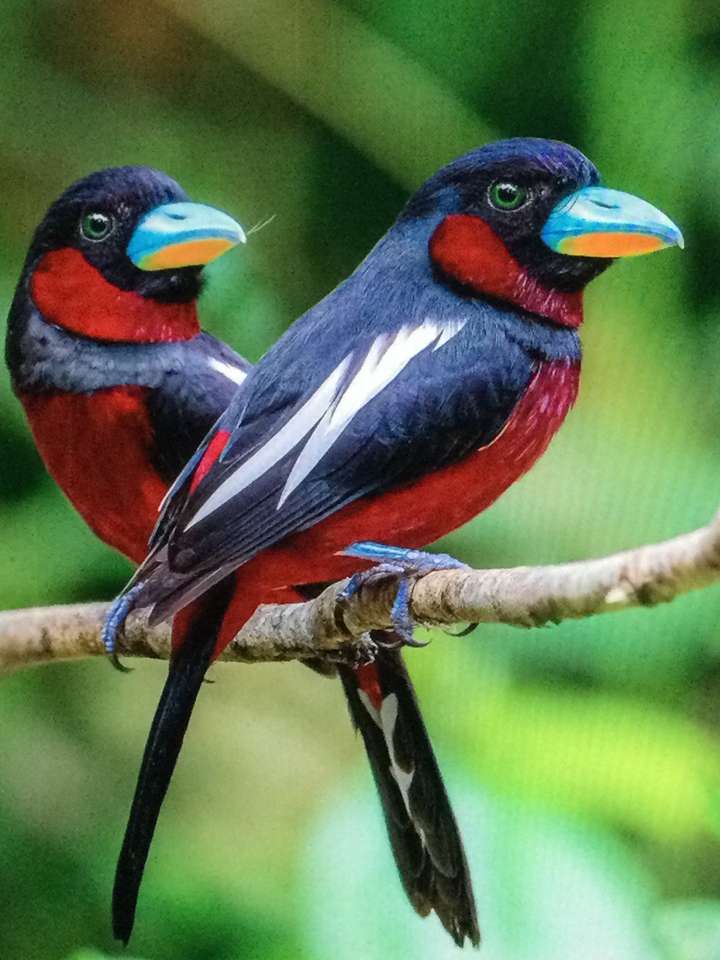 Couples of two birds online puzzle