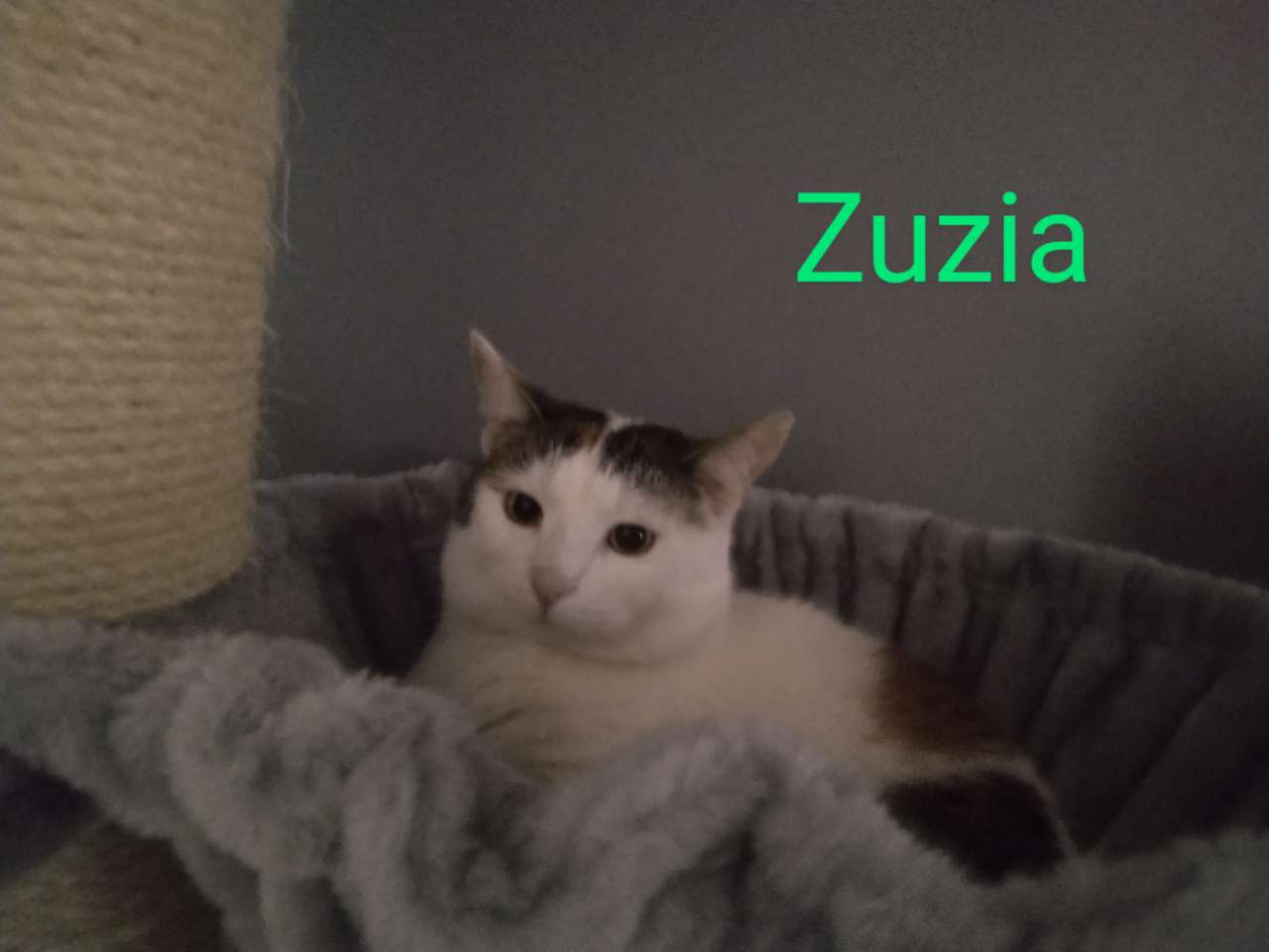 Un chat nommé Zuzia puzzle en ligne