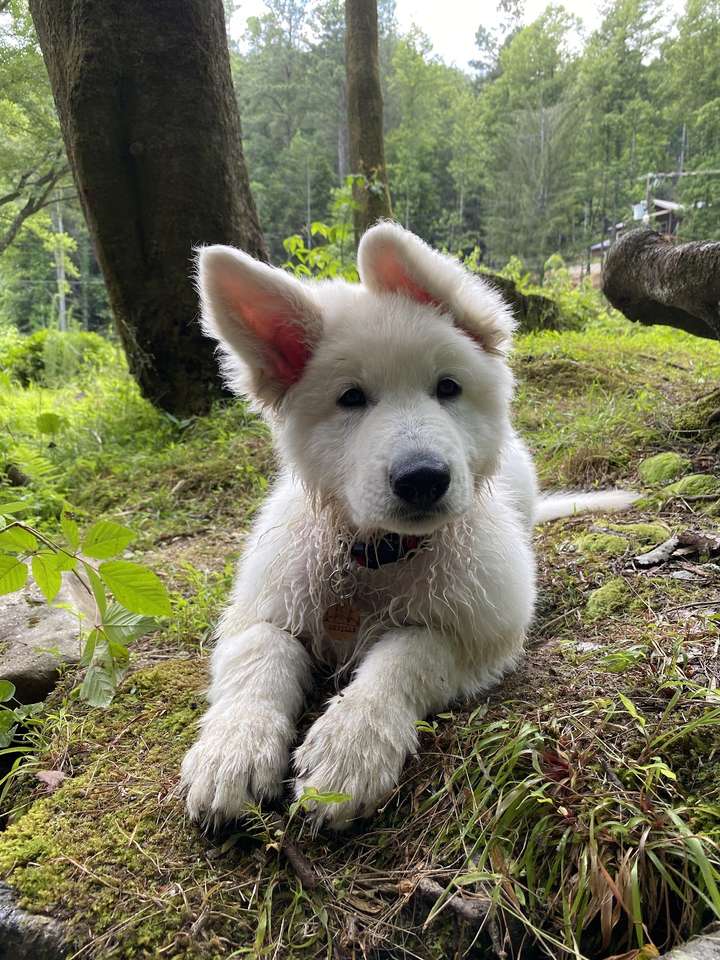 Кученце от бяла швейцарска овчарка Орвил онлайн пъзел
