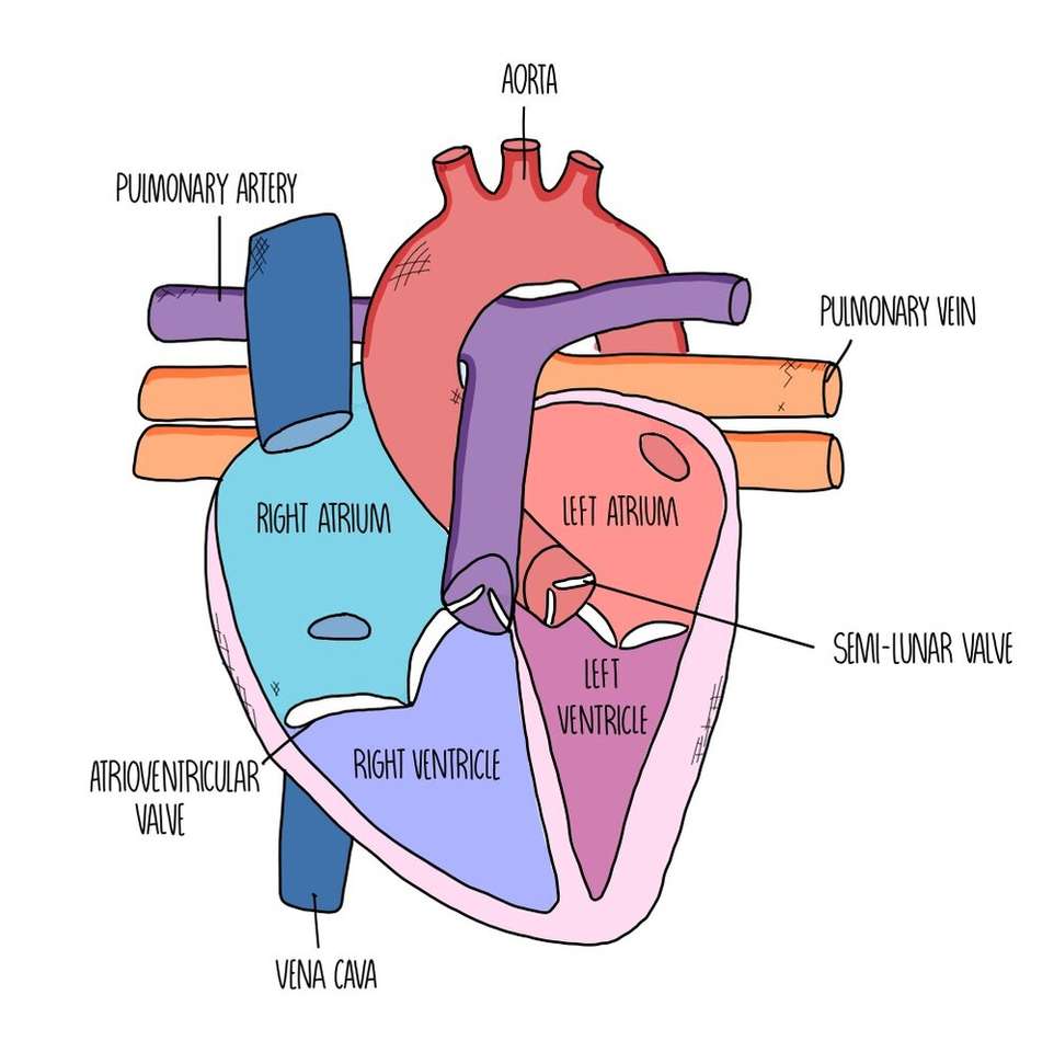 diagrama de corazon sencillo rompecabezas en línea