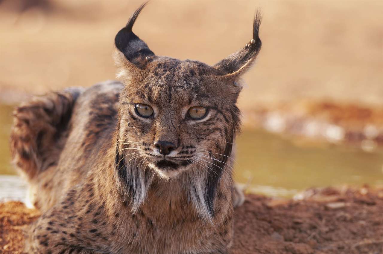 Iberische lynx legpuzzel online