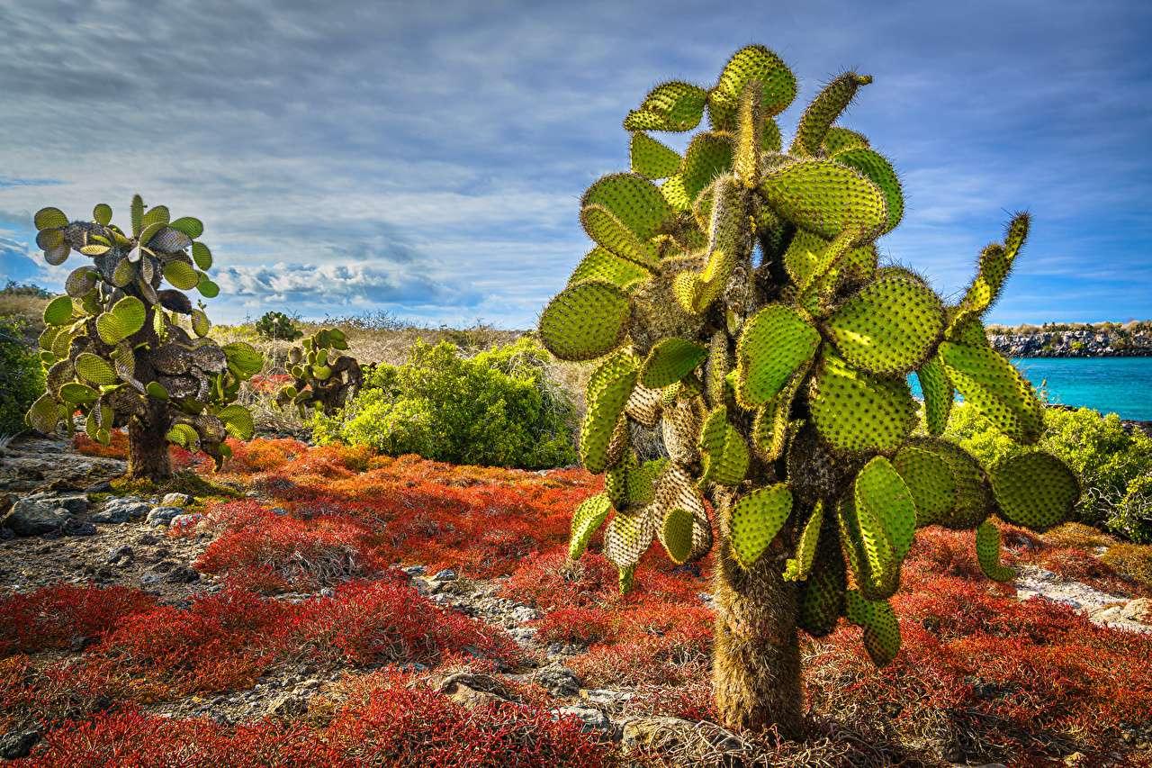 Остров Саут-Плаза - кактусы Опунция пазл онлайн