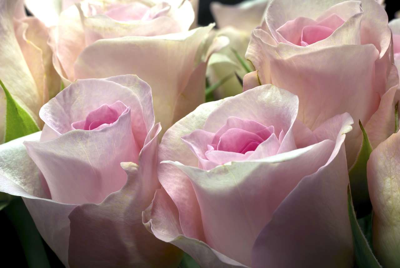 flores rosas rompecabezas en línea