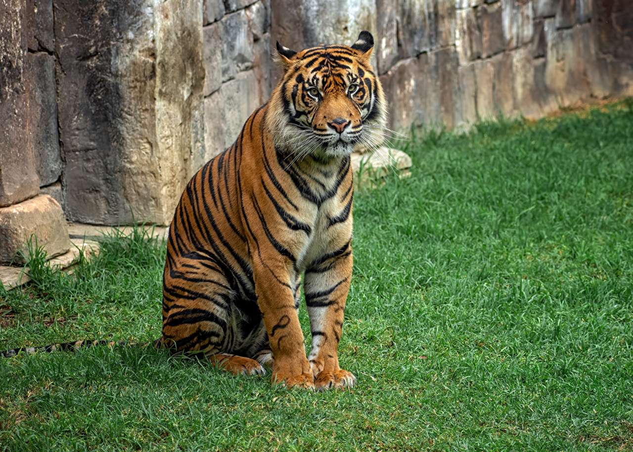 アジアの虎、用心深い表情 ジグソーパズルオンライン