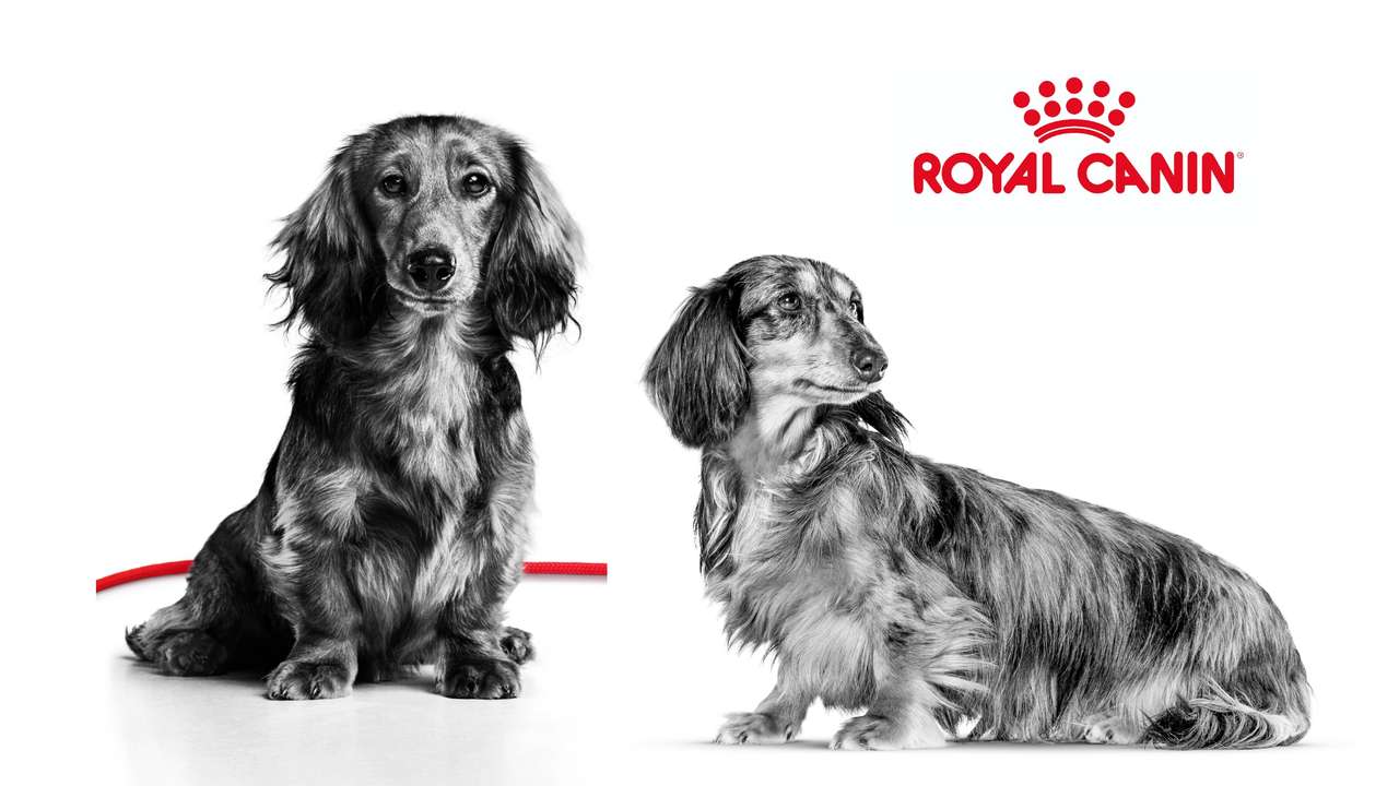 Royal Canin онлайн пъзел