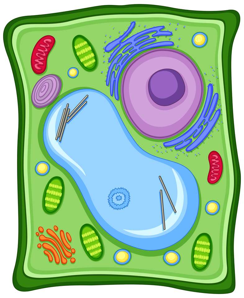 Cellula vegetale puzzle online