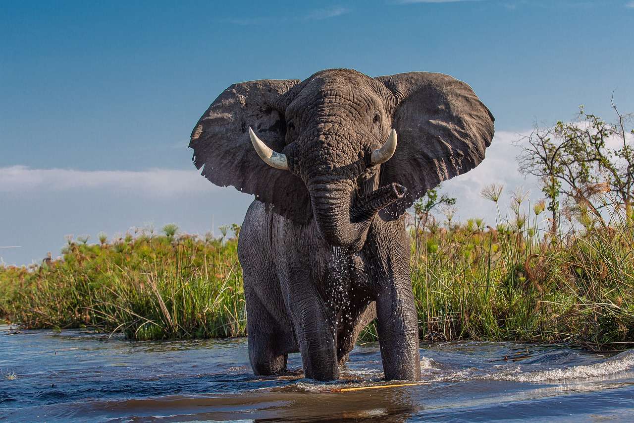 Elefant african puzzle online