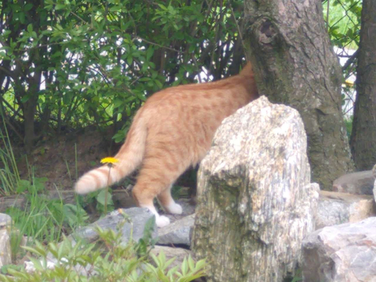 gato en el campo rompecabezas en línea