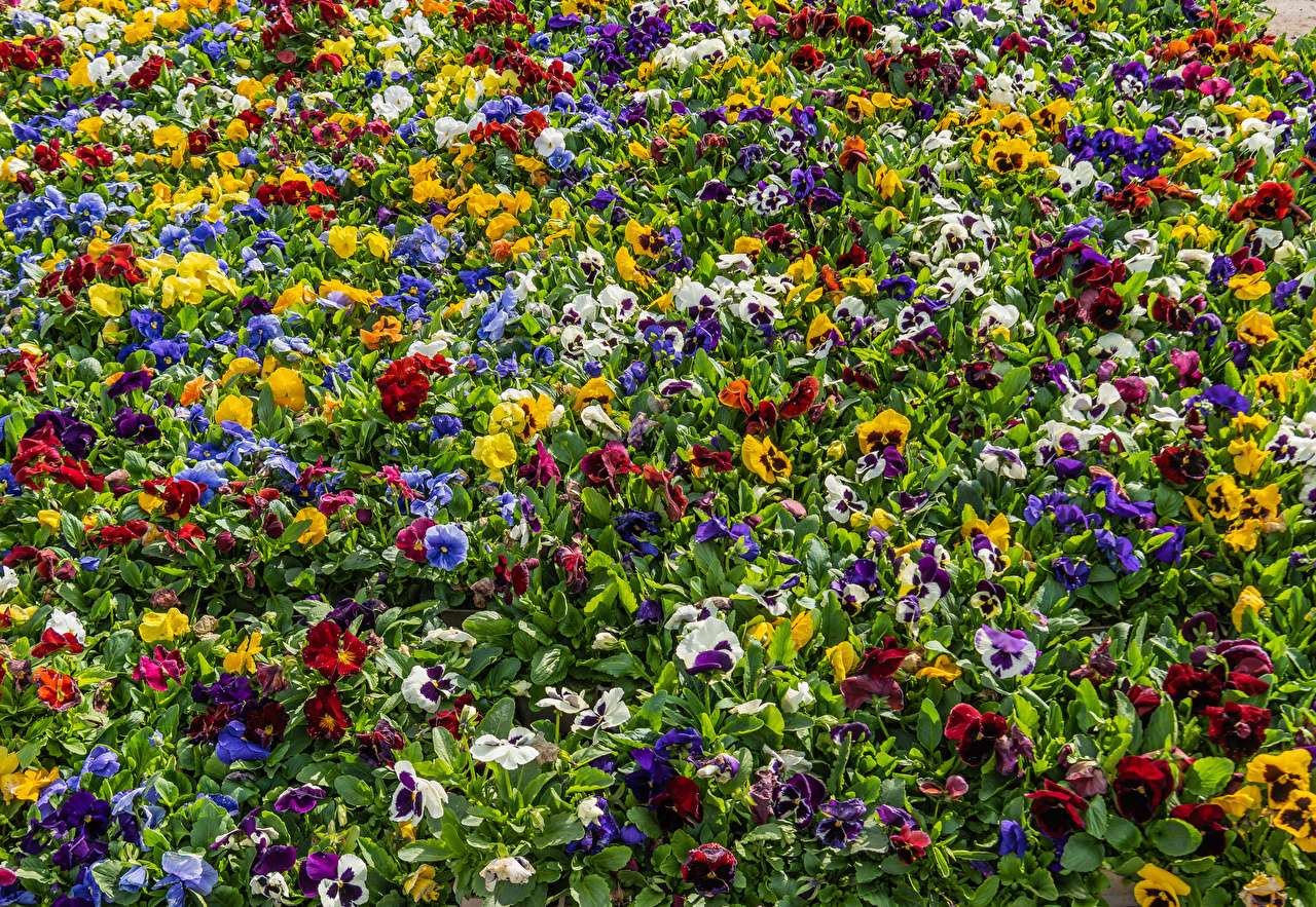 Viole del pensiero - Un campo seminato con una viola tricolore puzzle online