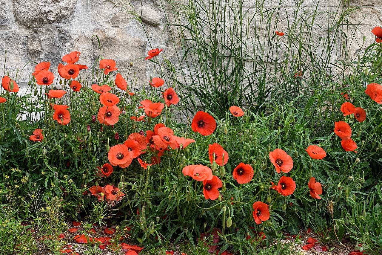 Beautiful self-sown poppies, a charming view jigsaw puzzle online