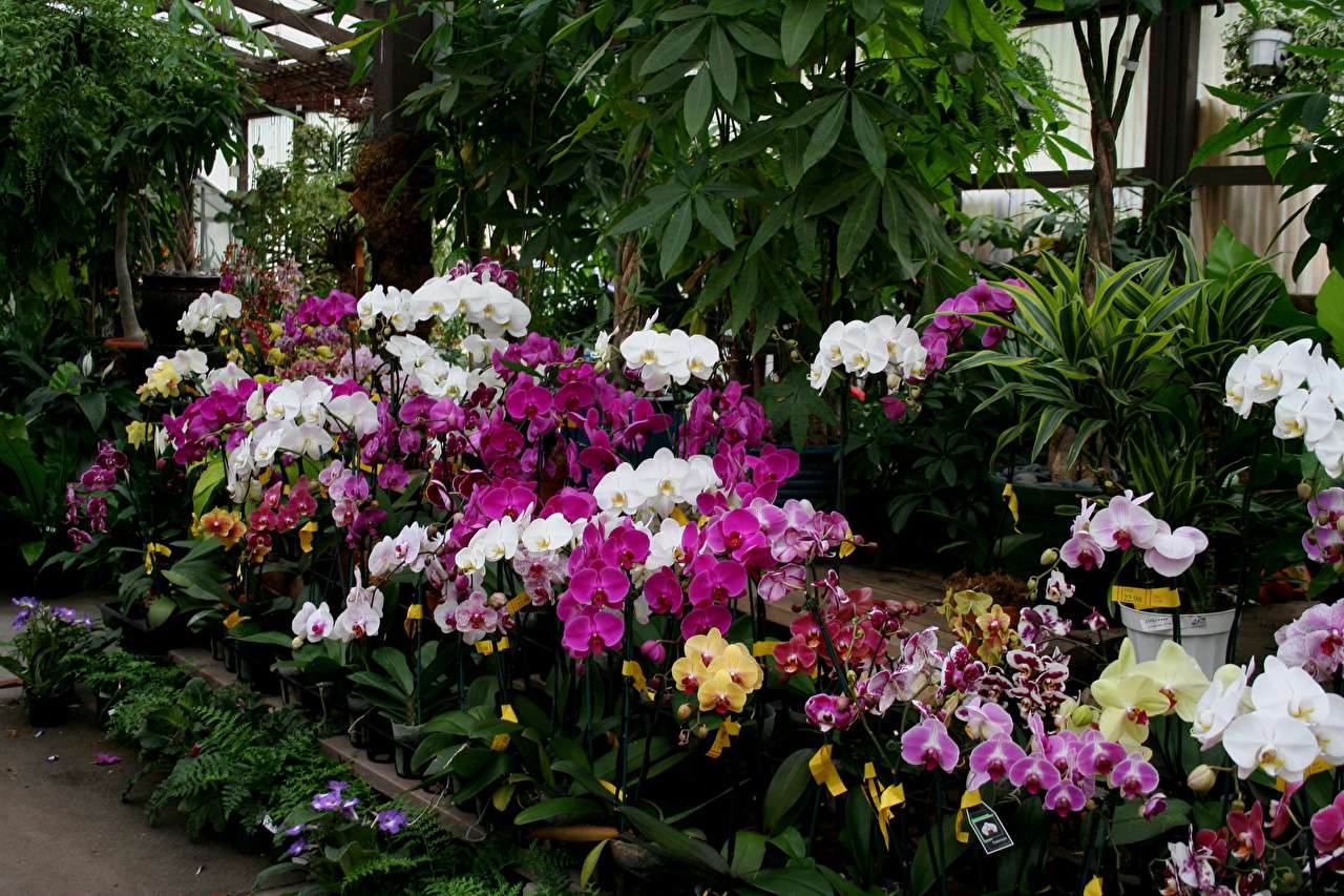 Lindas orquídeas como sempre puzzle online
