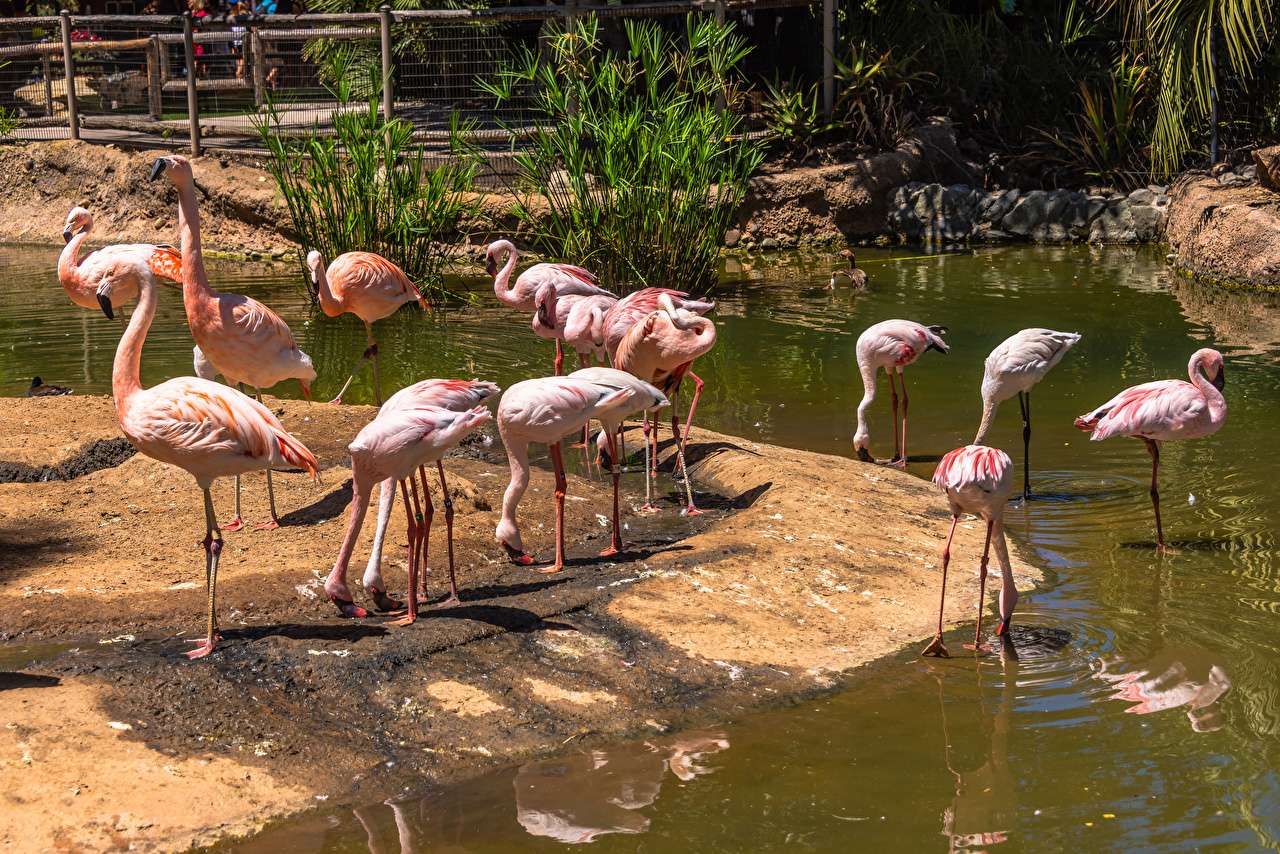 Süße Flamingos in Gefangenschaft Online-Puzzle