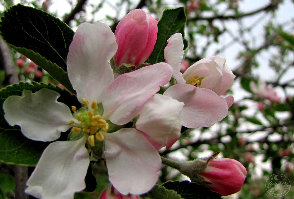 květ jabloně skládačky online