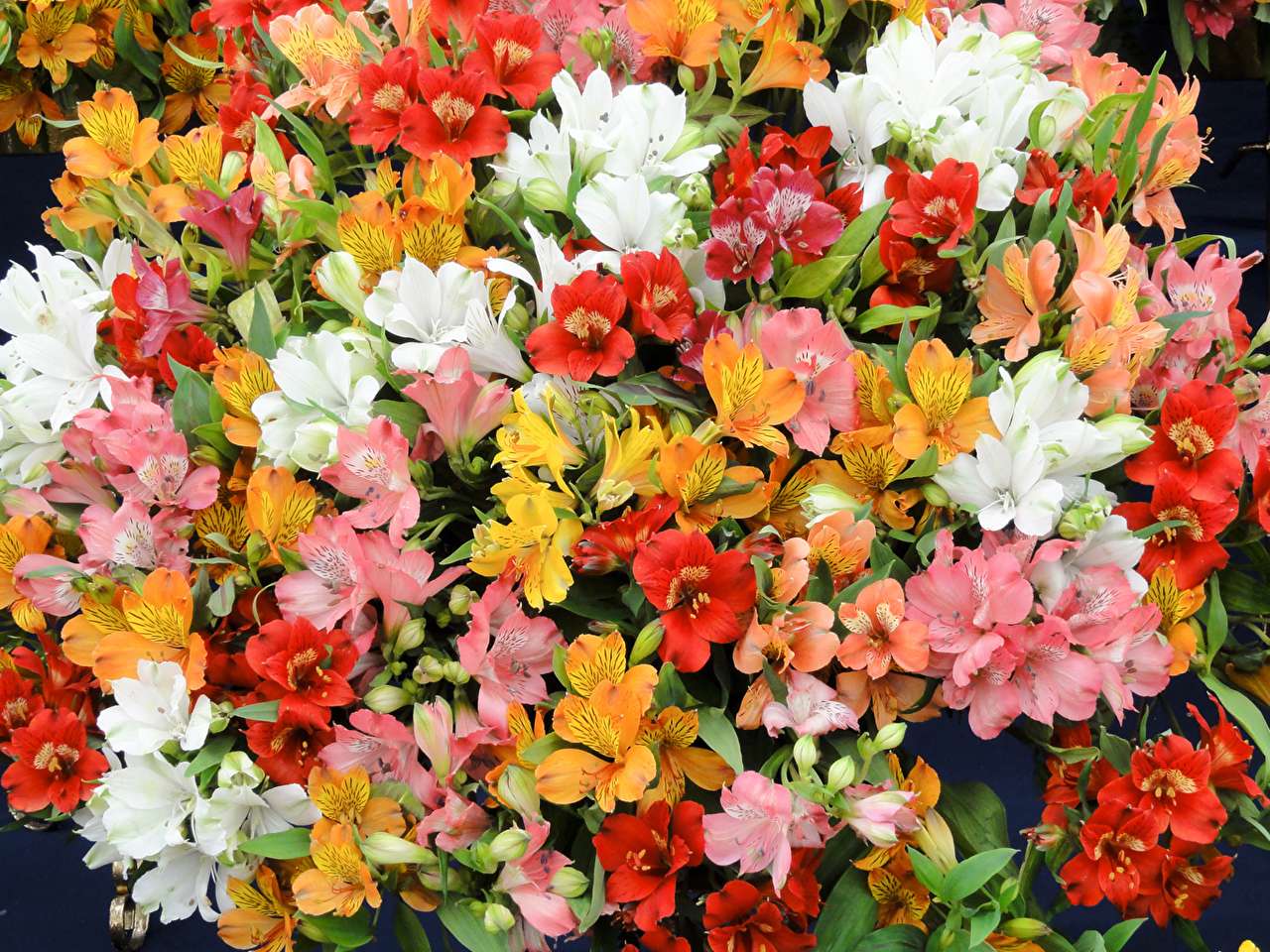 Krásná velká kytice nádherně voňavých Alstroemeria online puzzle
