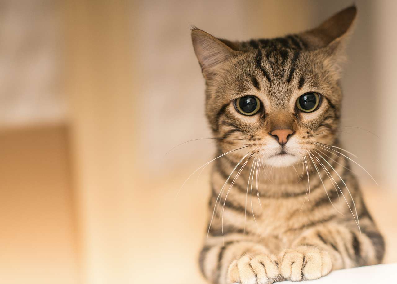 Szomorú macska kirakós online