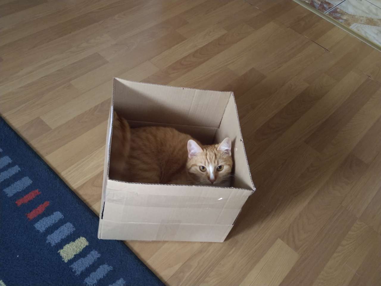 Моето коте в кутия! онлайн пъзел