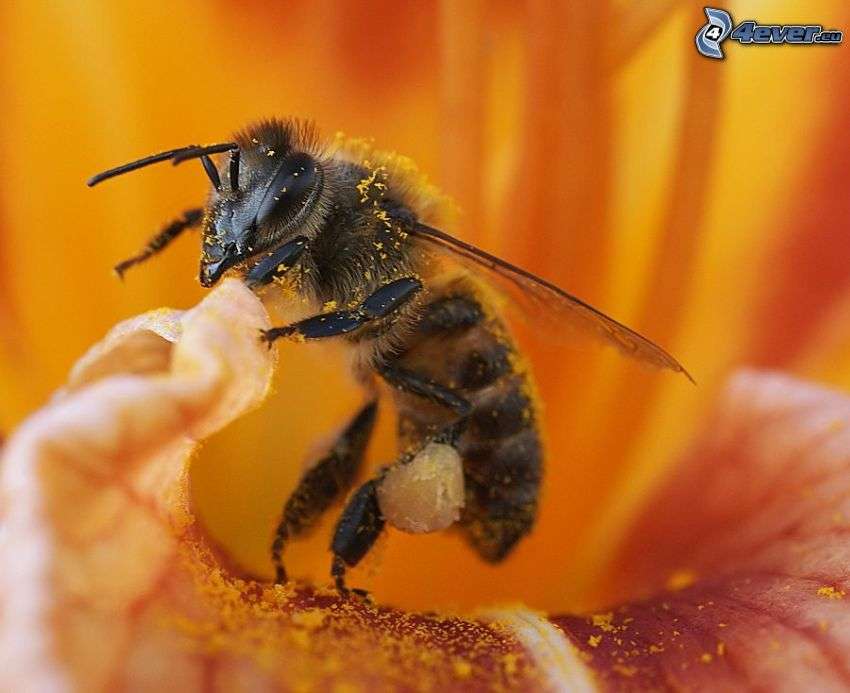 Biene auf der Blume Online-Puzzle