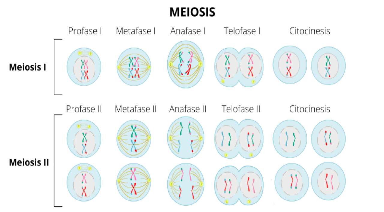 Сколько хромосом в телофазе мейоза 1. Meiosis. Phases of Meiosis. Meiosis Stages. Mitosis Stages.