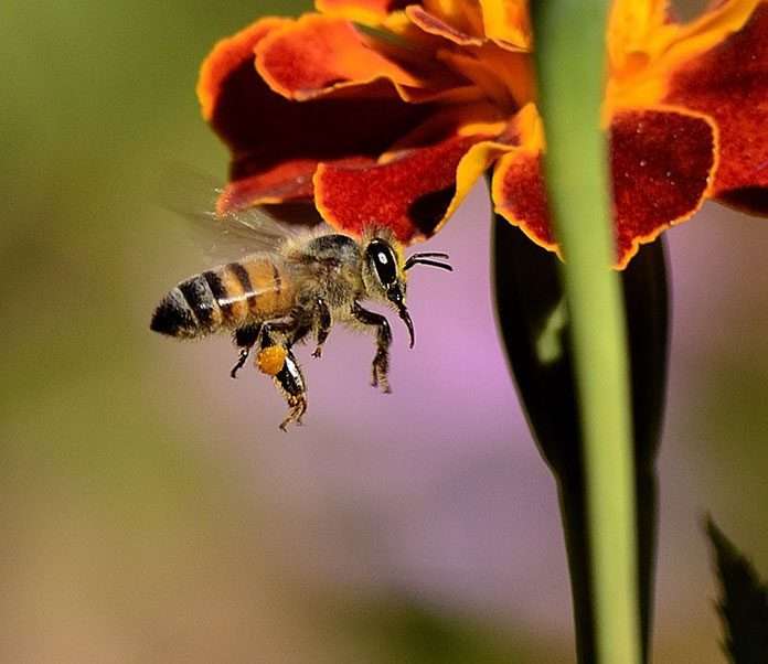 una abeja en una flor rompecabezas en línea