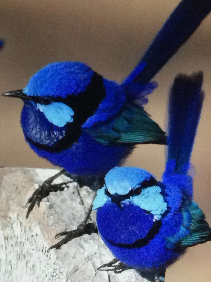 dos hermosos pájaros rompecabezas en línea