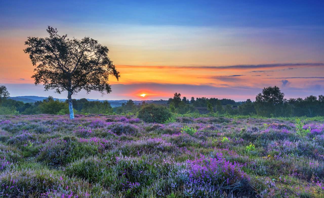 Die Heide bei Sonnenuntergang, eine wunderbare Aussicht Puzzlespiel online