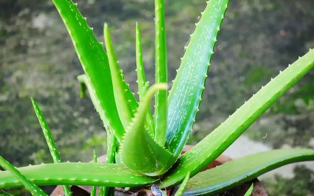 Aloe vera kirakós online