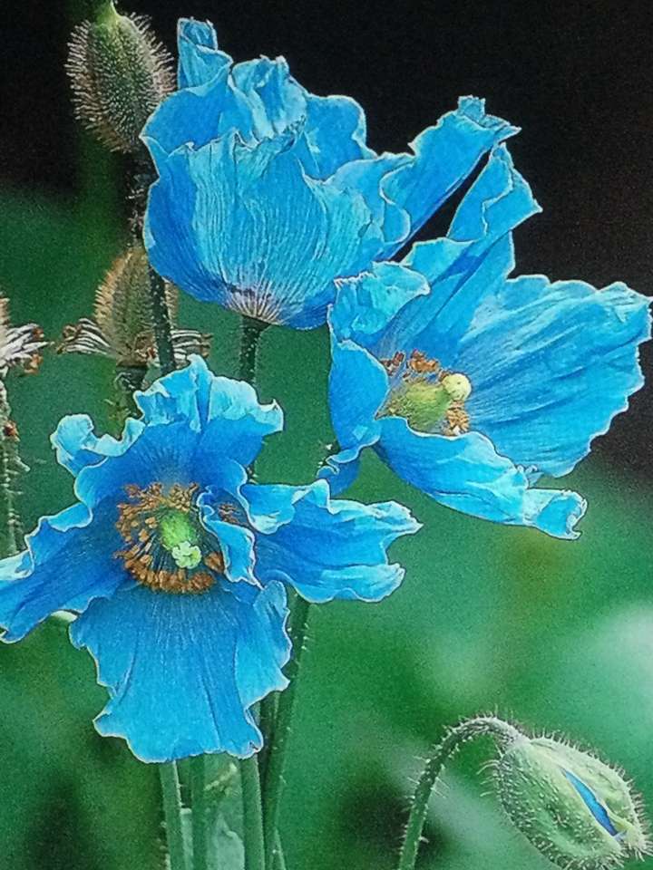 Tres flores azul cielo rompecabezas en línea