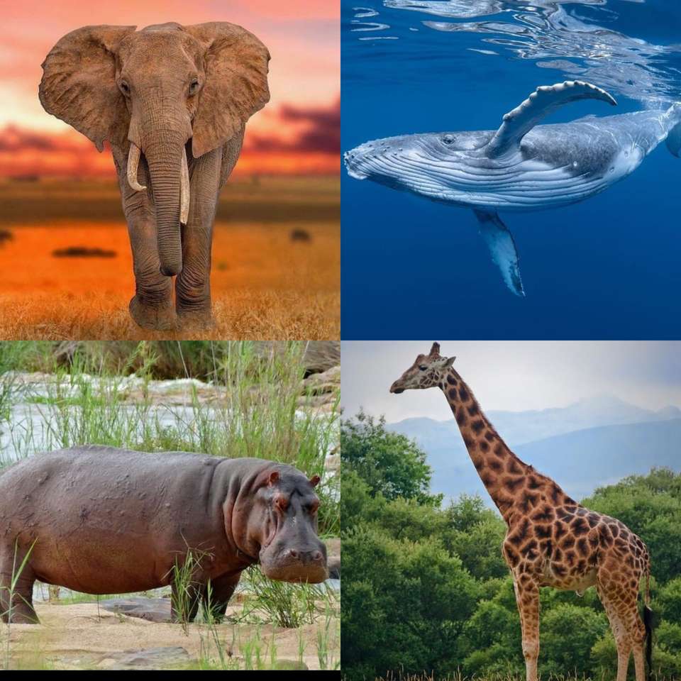 grote zoogdieren online puzzel