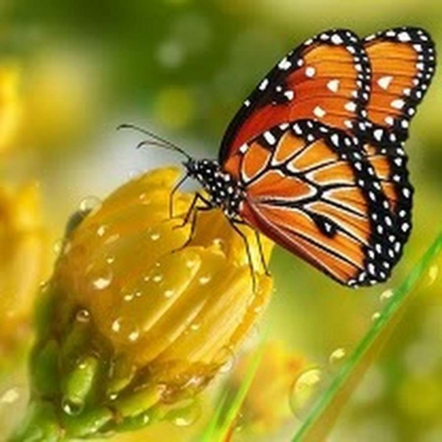 Schmetterling auf einer Blume Online-Puzzle