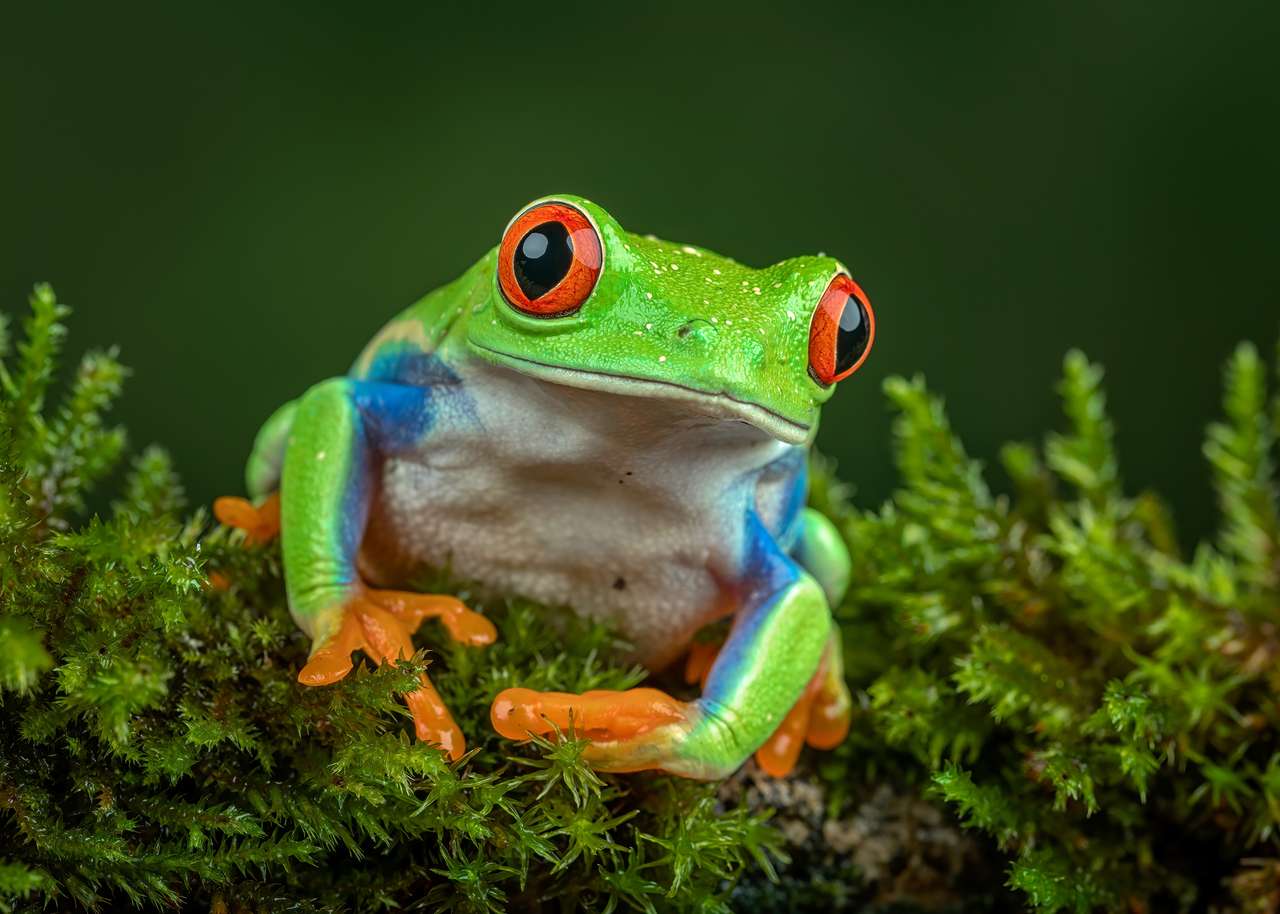 Красива червеноока жаба онлайн пъзел