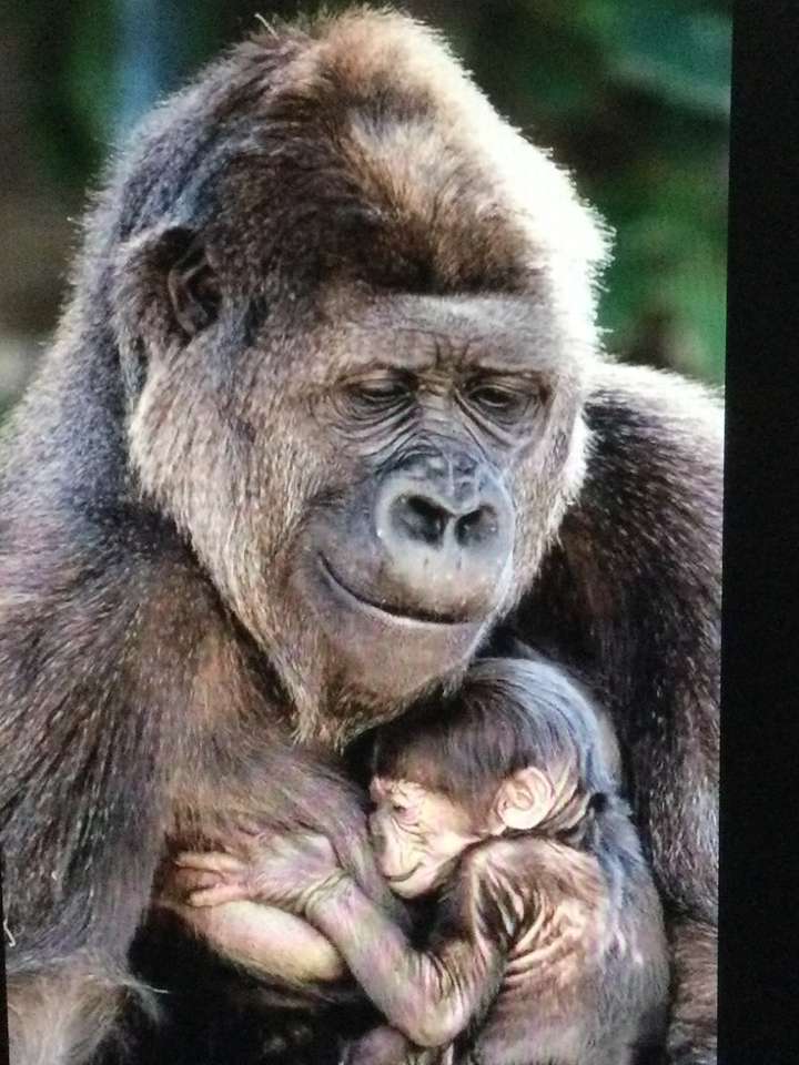 Gorilla with her baby online puzzle