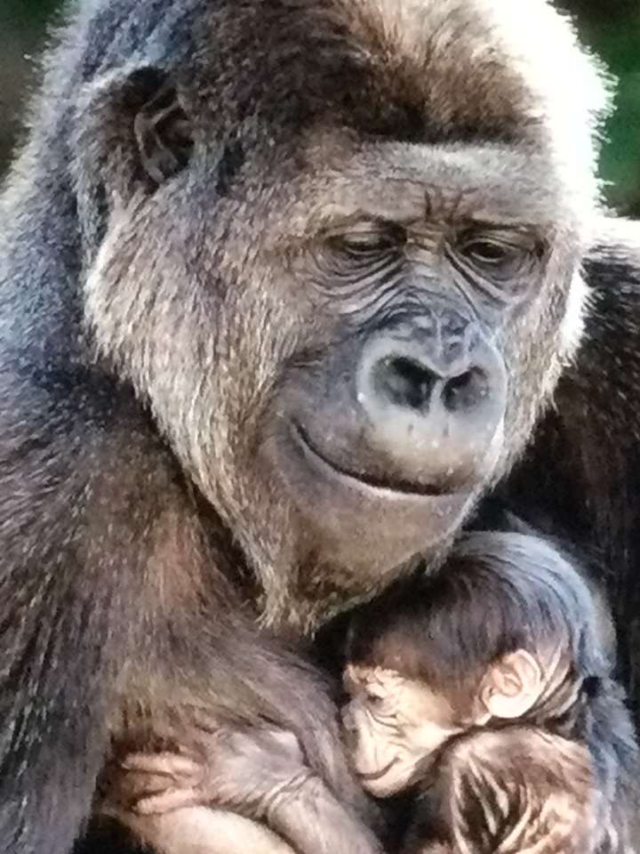Gorilla con il suo bambino puzzle online